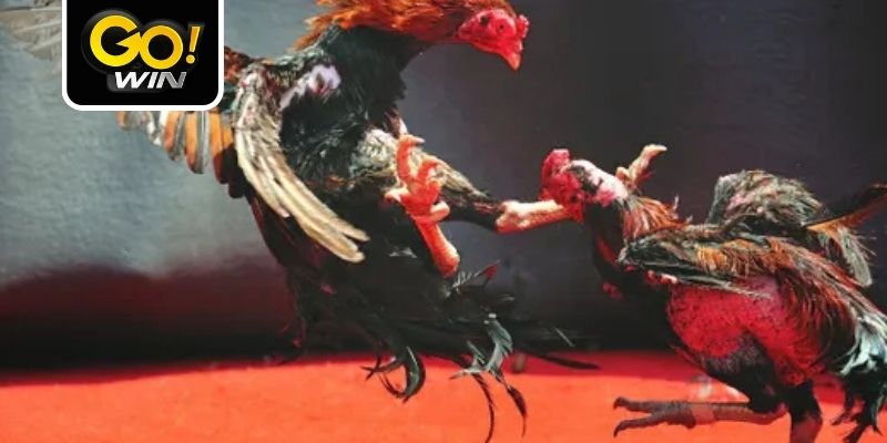 Đá gà online vừa giải trí vừa có thể kiếm tiền